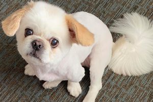 white pekinese dog